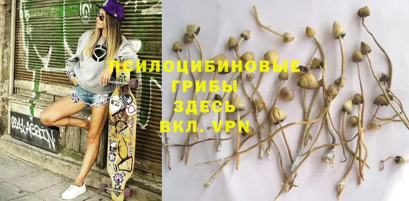 Галлюциногенные грибы MAGIC MUSHROOMS Тетюши